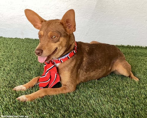 CASS - Australian Kelpie / Chihuahua available for adoption