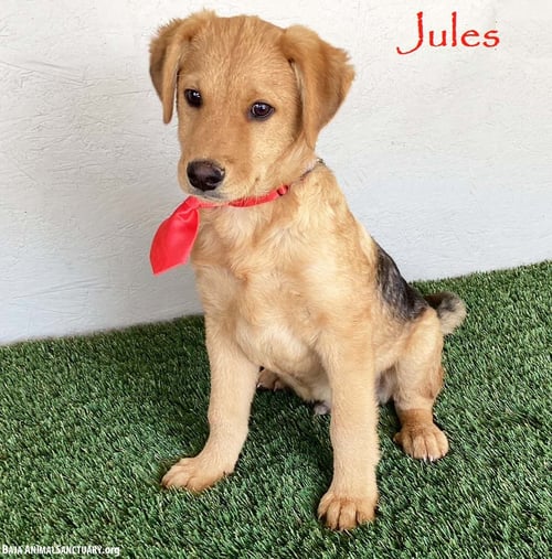 JULES