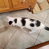 Dottie - Photo 4