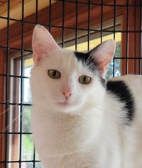 Dottie - Photo 1