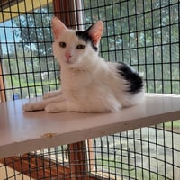 Dottie - Photo 2