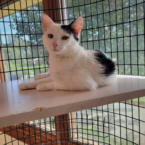 DOTTIE - Domestic Short Hair available for adoption