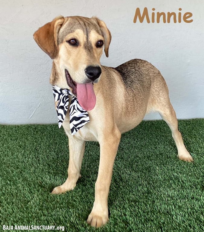 Minnie Image