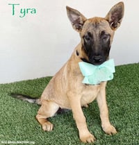 Tyra - Photo 1