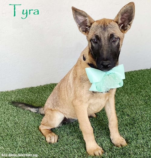 TYRA - German Shepherd Dog / Belgian Shepherd Malinois available for adoption