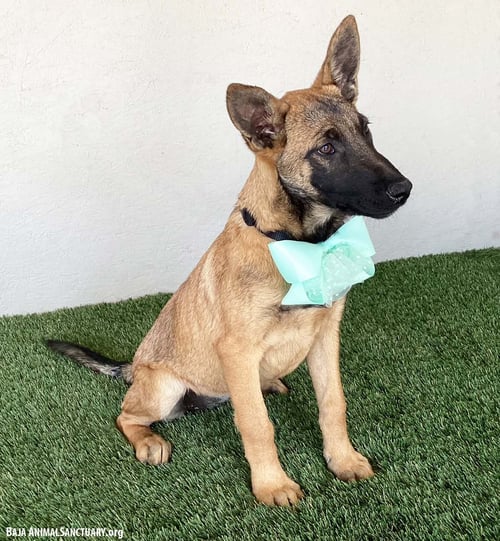 TYRA - German Shepherd Dog / Belgian Shepherd Malinois available for adoption