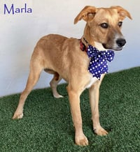 Marla - Photo 1