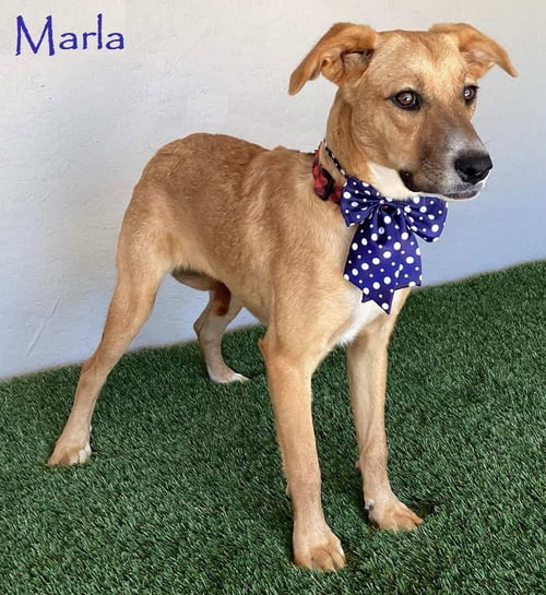 MARLA - Labrador Retriever / Boxer available for adoption
