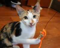 Amelia - Photo 3