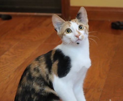 AMELIA - Calico available for adoption