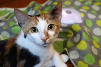 Amelia - Photo 1