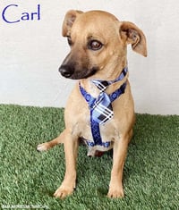 Carl - Photo 1