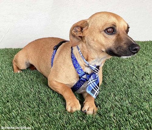 CARL - Chihuahua / Dachshund available for adoption