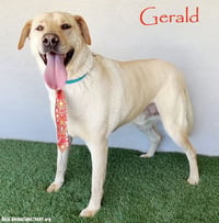 Gerald - Photo 1