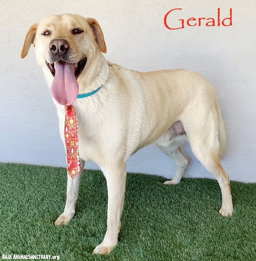 GERALD - Labrador Retriever available for adoption