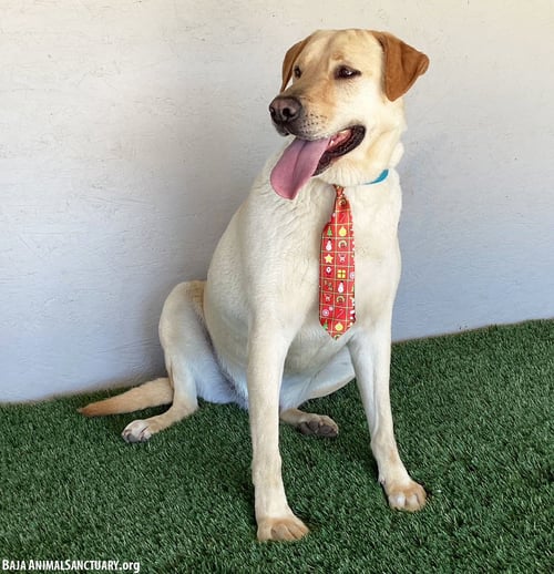GERALD - Labrador Retriever available for adoption