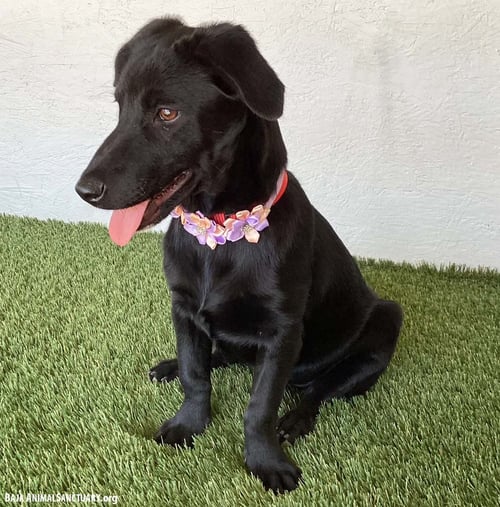 AMBER - Dachshund / Terrier available for adoption