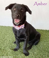 Amber - Photo 1