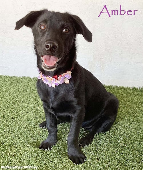 AMBER - Dachshund / Terrier available for adoption