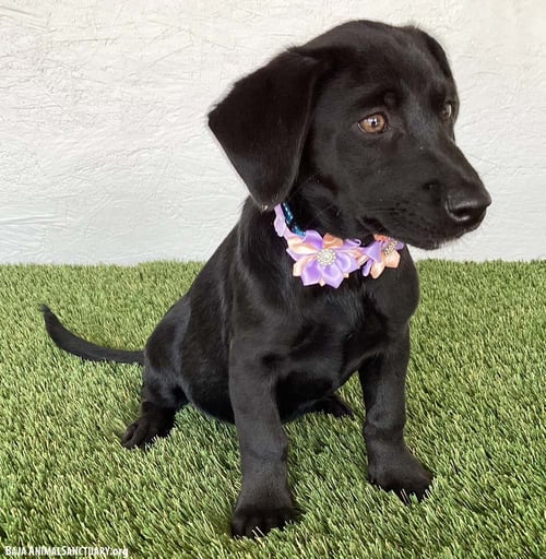 AMBER - Black Labrador Retriever available for adoption