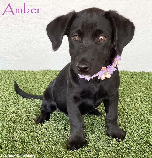 AMBER - Black Labrador Retriever available for adoption
