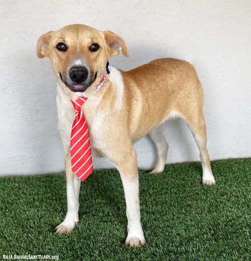 BROCK - Collie / Labrador Retriever available for adoption