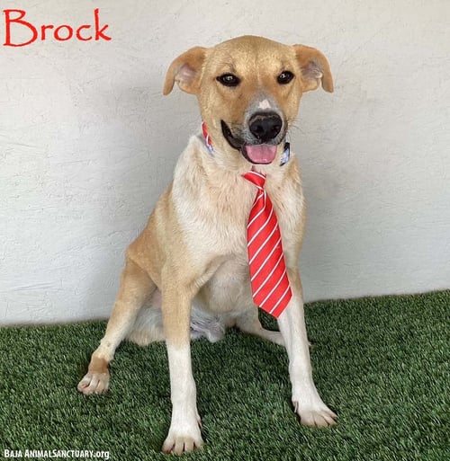 BROCK - Collie / Labrador Retriever available for adoption