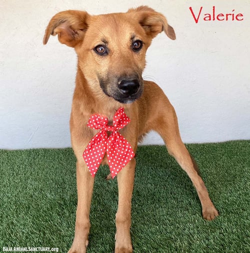 VALERIE - Shepherd available for adoption