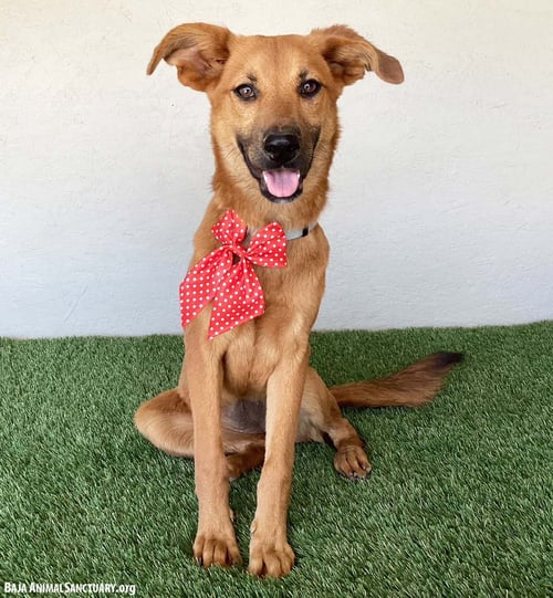 VALERIE - Shepherd available for adoption