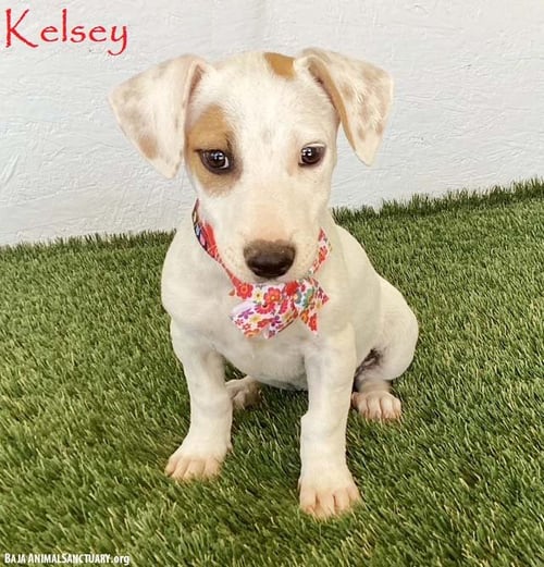 KELSEY