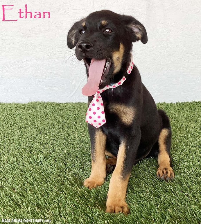 Ethan Image