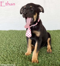 Ethan - Photo 1