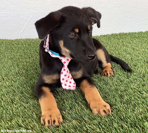 ETHAN - Rottweiler / Black Labrador Retriever available for adoption