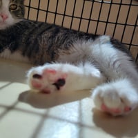 Joey - Photo 4