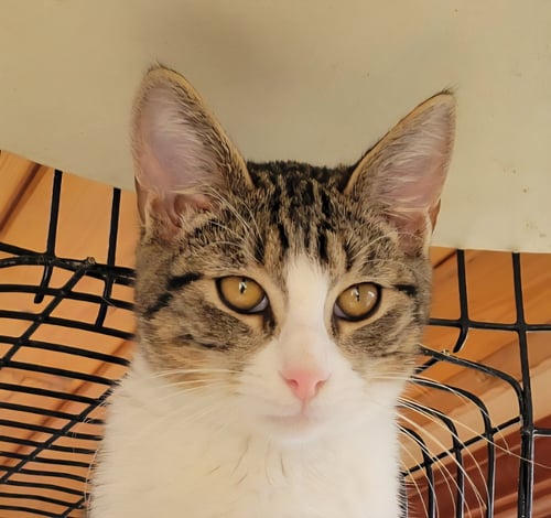 JOEY - Domestic Short Hair for adoption in Oceanside