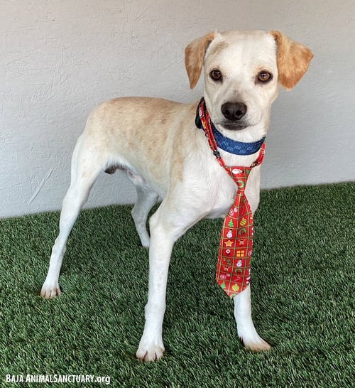 MARTY - Whippet / Beagle available for adoption