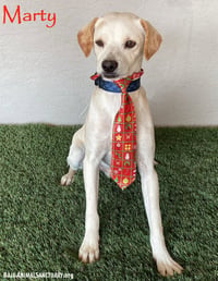 Marty - Photo 1
