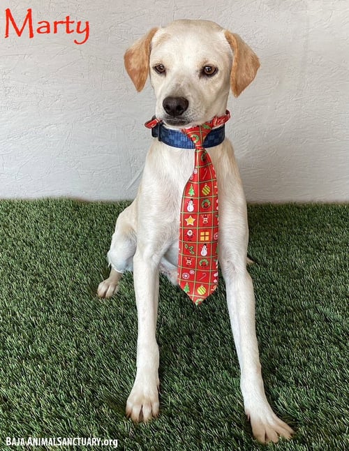 MARTY - Whippet / Beagle available for adoption