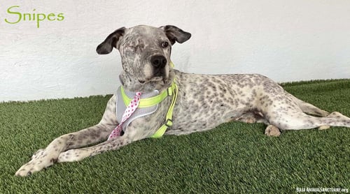 SNIPES - German Shorthaired Pointer / Dalmatian available for adoption