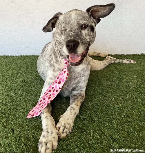 SNIPES - German Shorthaired Pointer / Dalmatian available for adoption
