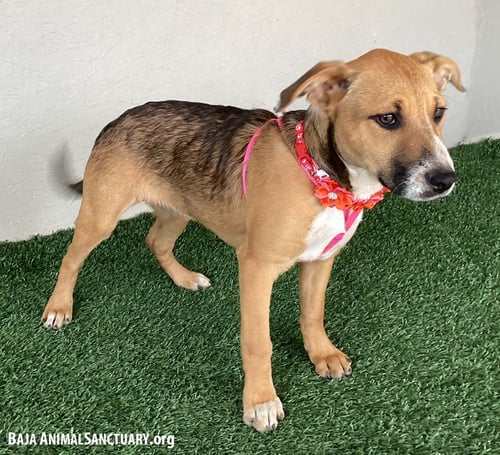 CHLOE - Australian Cattle Dog/Blue Heeler available for adoption