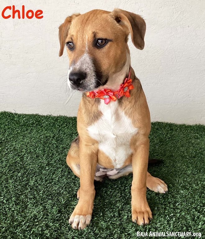 Chloe Image