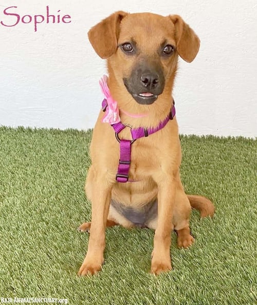 SOPHIE - Pug / Beagle available for adoption