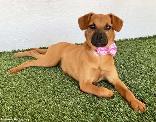 SOPHIE - Pug / Beagle available for adoption