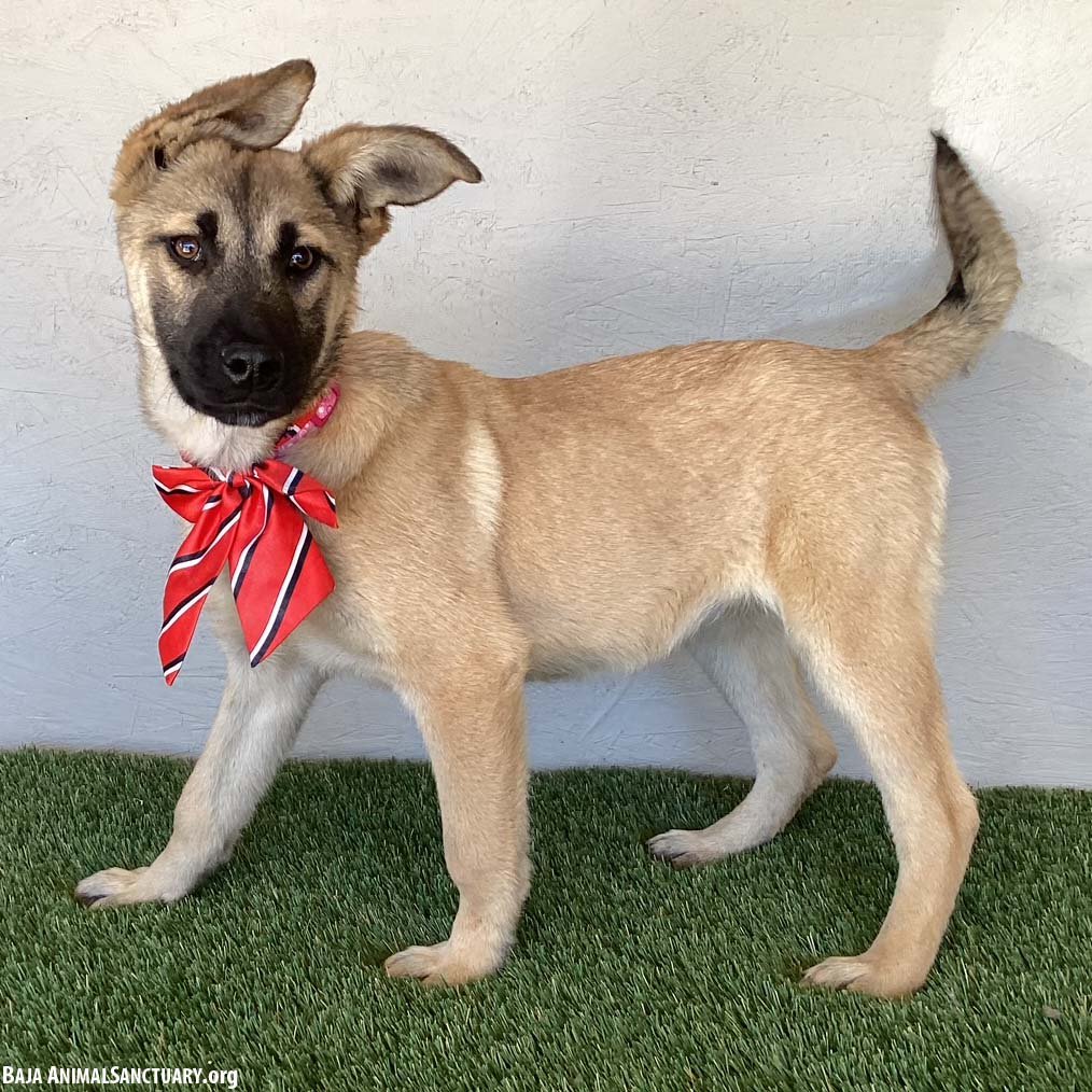 ERMA - German Shepherd Dog available for adoption