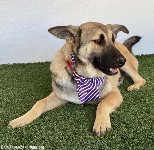 ERMA - German Shepherd Dog available for adoption