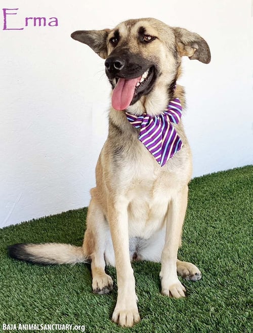 ERMA - German Shepherd Dog available for adoption