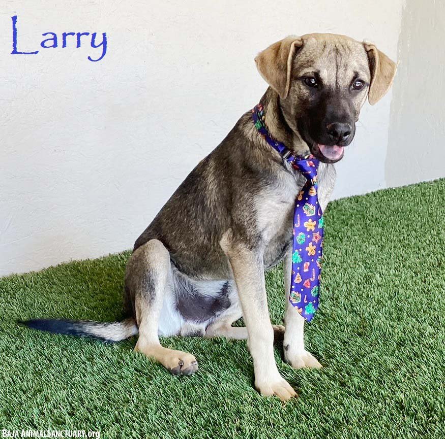LARRY - German Shepherd Dog available for adoption