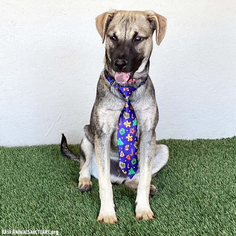 LARRY - German Shepherd Dog available for adoption