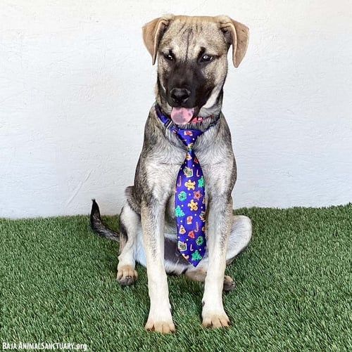 LARRY - German Shepherd Dog available for adoption